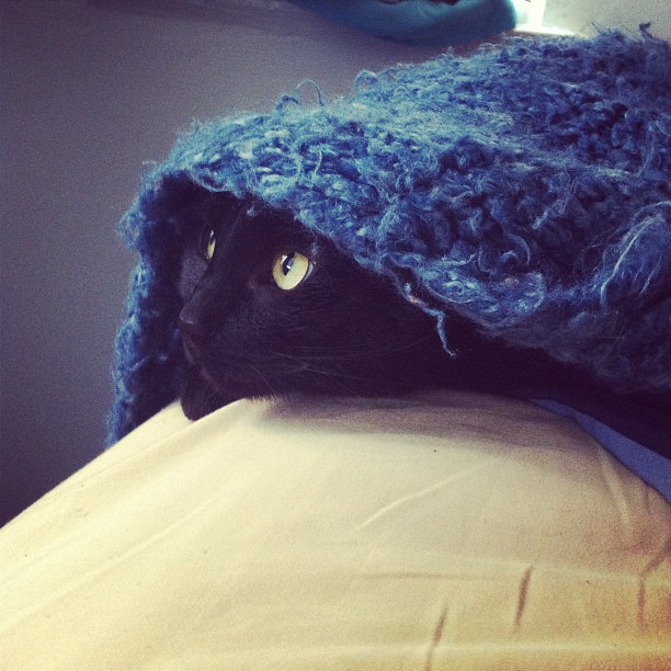 Kitty looking out from under covers